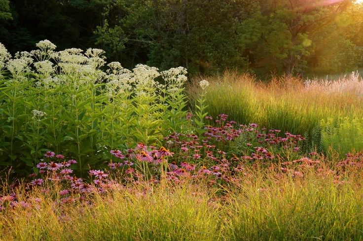 the sun shines brightly on some wildflowers and grasses