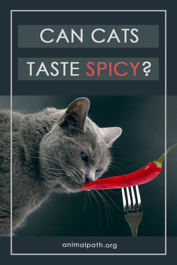 a gray cat eating a red chili on a fork with the caption can cats taste spicy?