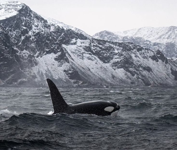 an orca in the water with mountains in the background