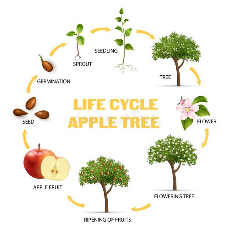 the life cycle of an apple tree is shown in this graphic above it's description