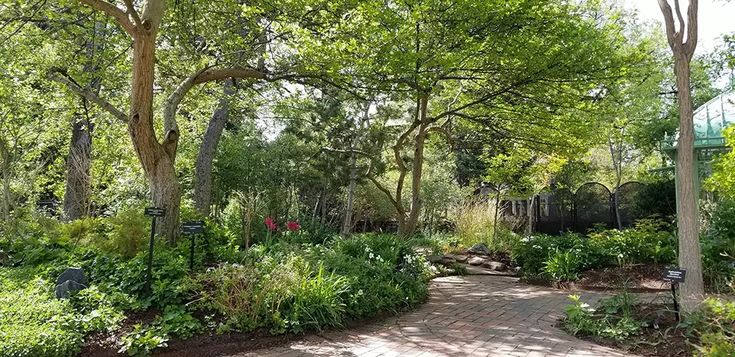 a garden with lots of trees and plants