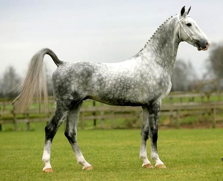 a gray and white horse standing on top of a lush green field