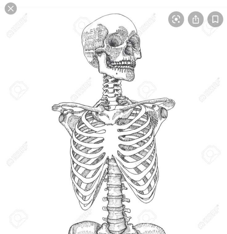 the human skeleton is shown in black and white stock photo - 549782