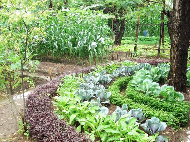 a garden filled with lots of green plants next to a forest full of trees and bushes