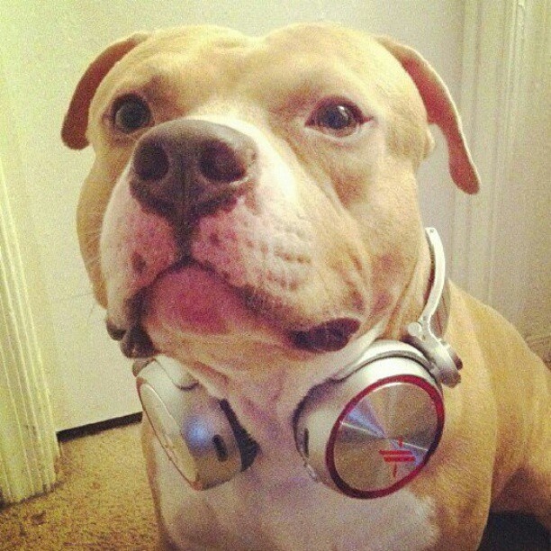 a dog with headphones on sitting in front of a door and looking at the camera