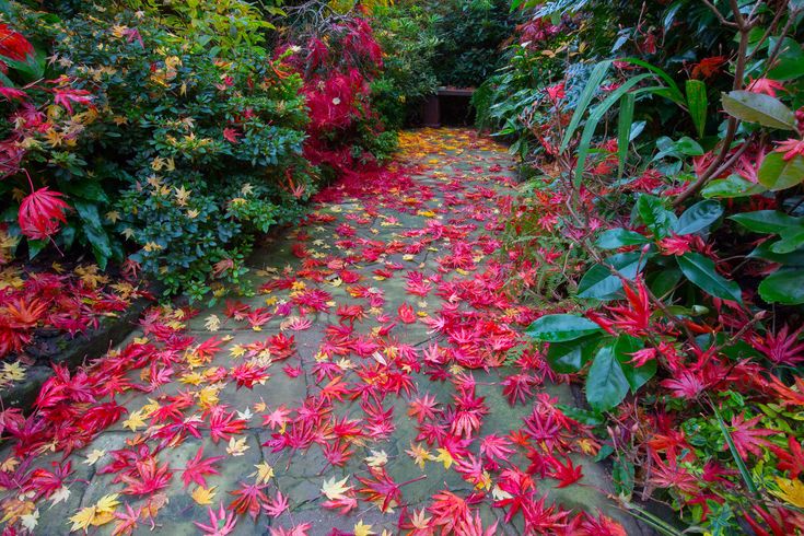 red and yellow leaves on the ground in a garden with green plants, shrubs and trees