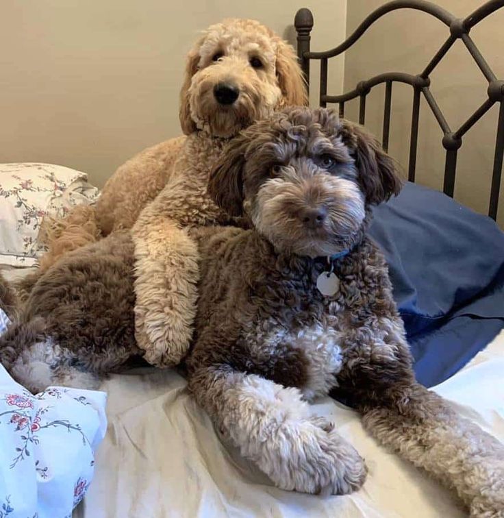 two dogs sitting on top of a bed next to each other, one is brown and the other is white