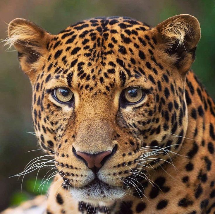 a close up of a leopard looking at the camera