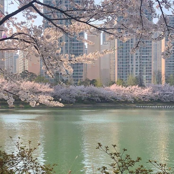 the trees are blooming in front of the water and skyscrapers behind them,