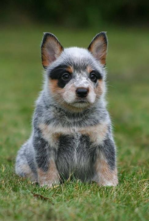 a small gray and black dog sitting in the grass