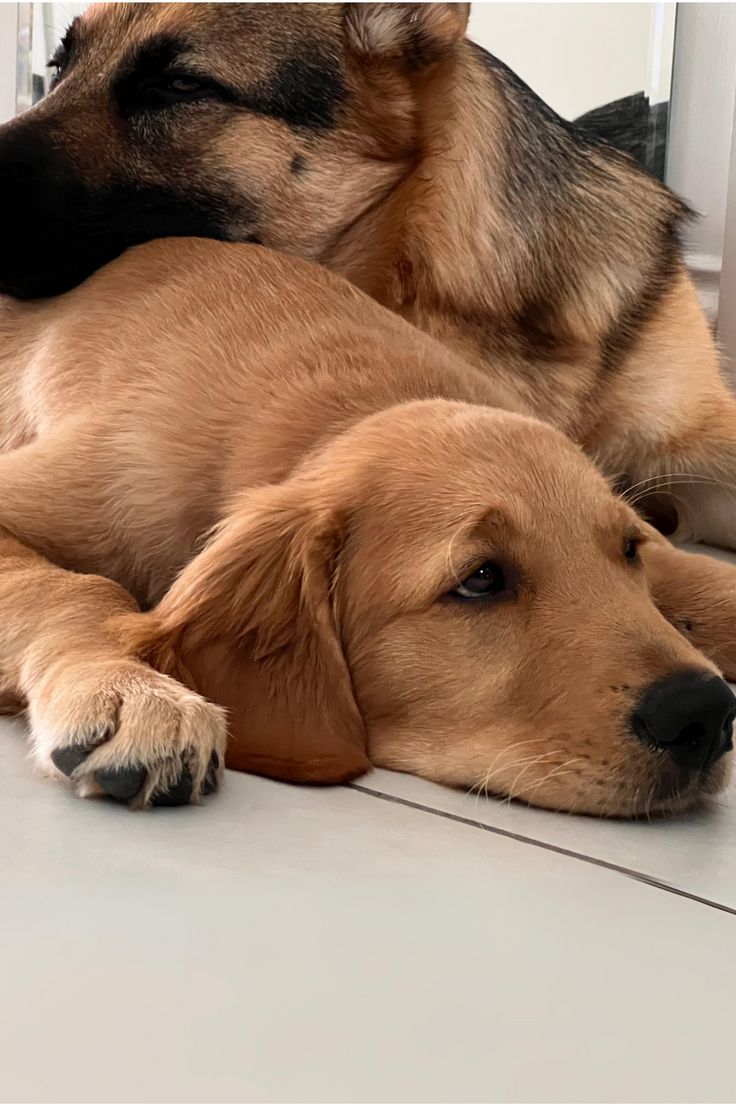 two dogs laying on the floor next to each other with their heads resting on one another