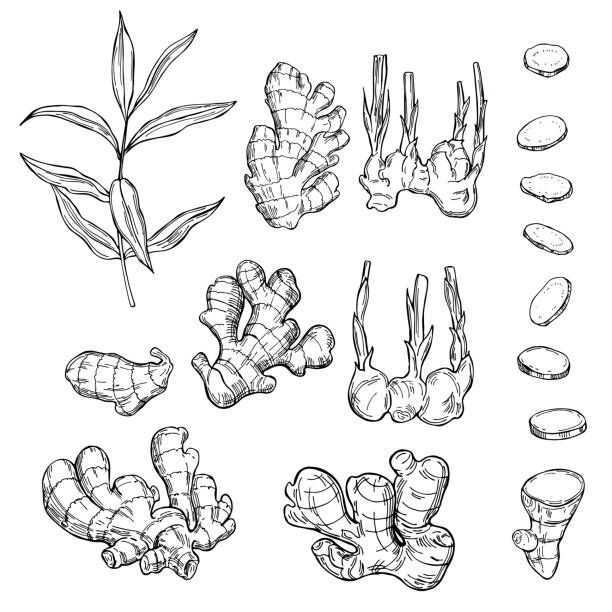 hand drawn illustration of different types of plants and leaves, including an eggplant