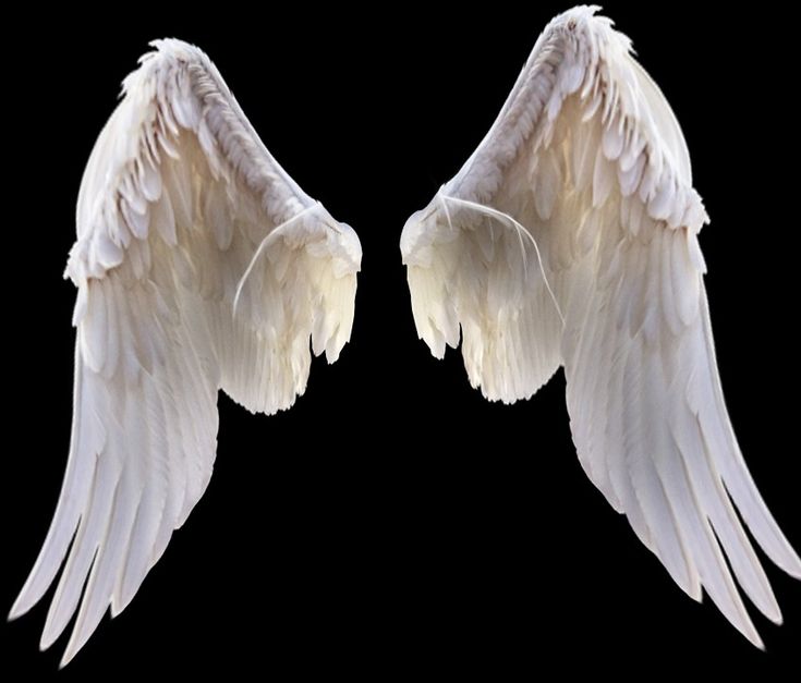 two white angel wings against a black background