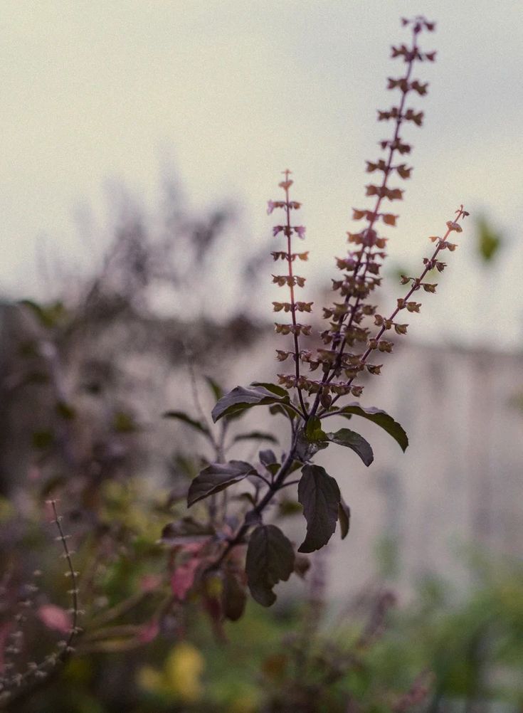 Timeless Tulsi: The Holistic Benefits of Sacred Holy Basil – Paavani Ayurveda Tulsi Leaves, Ayurveda Beauty, Nature Therapy, Vata Dosha, Best Herbal Tea, Goth Garden, Emdr Therapy, Naturopathic Doctor, Herb Tea