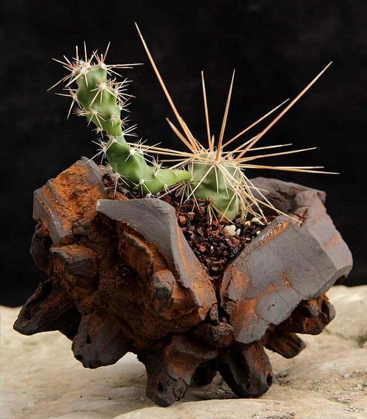 a small cactus sitting on top of a rock