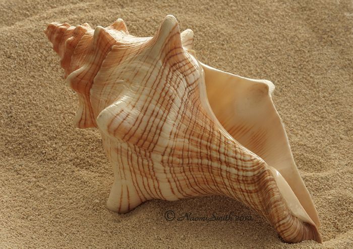 a sea shell on the beach with sand in the background