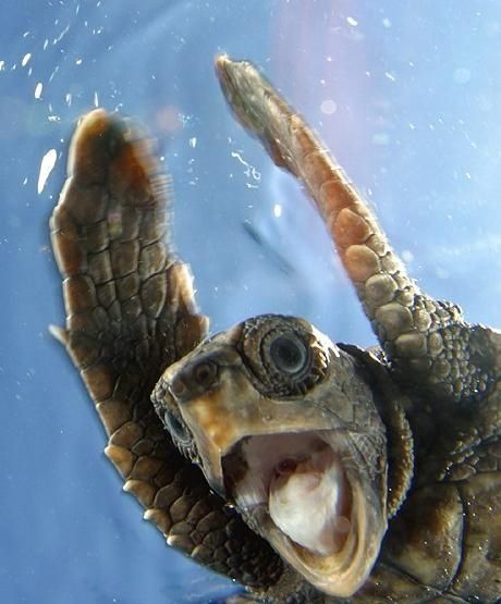 a baby sea turtle in the water with its mouth open and coffee's ready