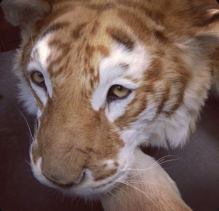 a close up of a tiger laying on the ground