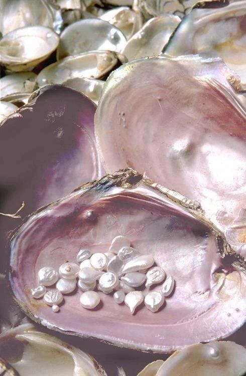 an assortment of seashells and clams are shown in this close up photo