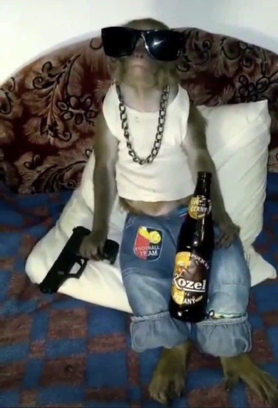 a monkey sitting on top of a bed holding a beer