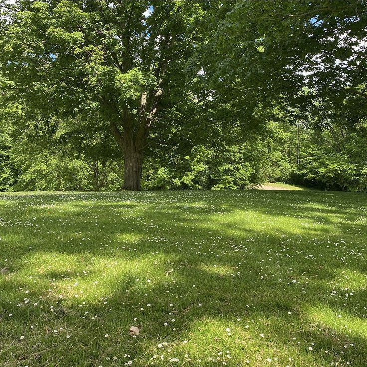 an empty field with trees and grass in the background