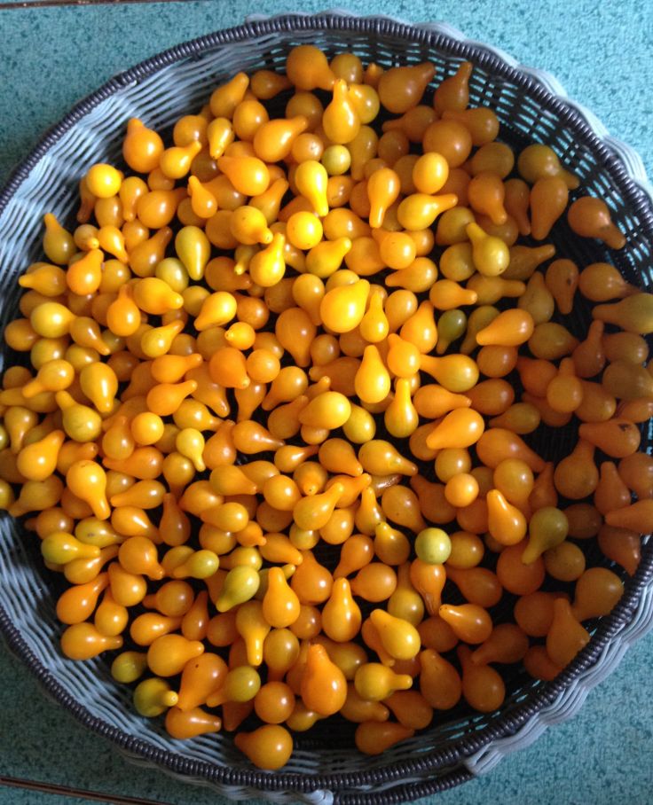 a basket filled with lots of yellow and green tomatoes on top of a blue counter