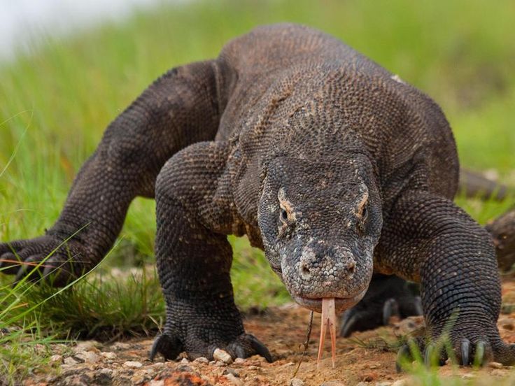 an animal that is laying down in the dirt with grass and rocks on it's side