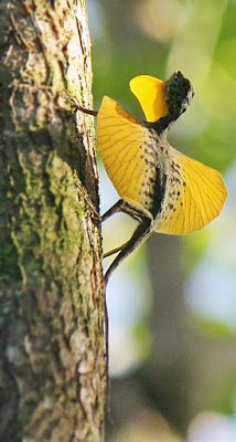 a small yellow and black bird sitting on top of a tree trunk in the forest