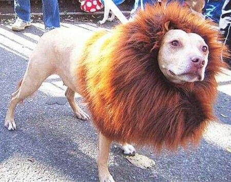 a dog with a lion mane on it's head is standing in the street