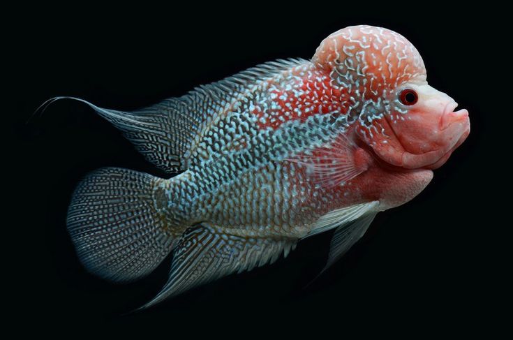 a close up of a fish on a black background