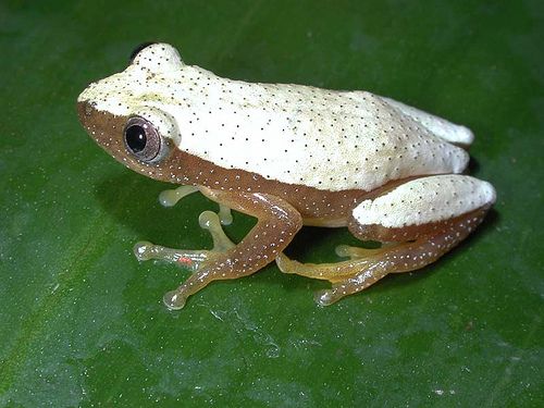 a white and brown frog sitting on top of a green leaf