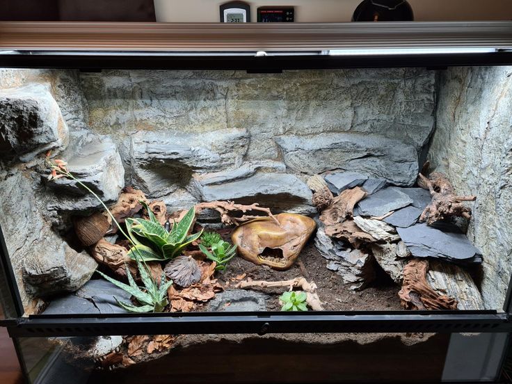 an aquarium with rocks and plants in it