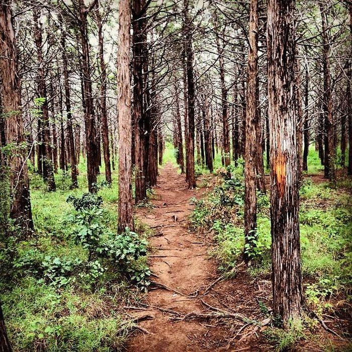 a dirt path in the middle of a forest