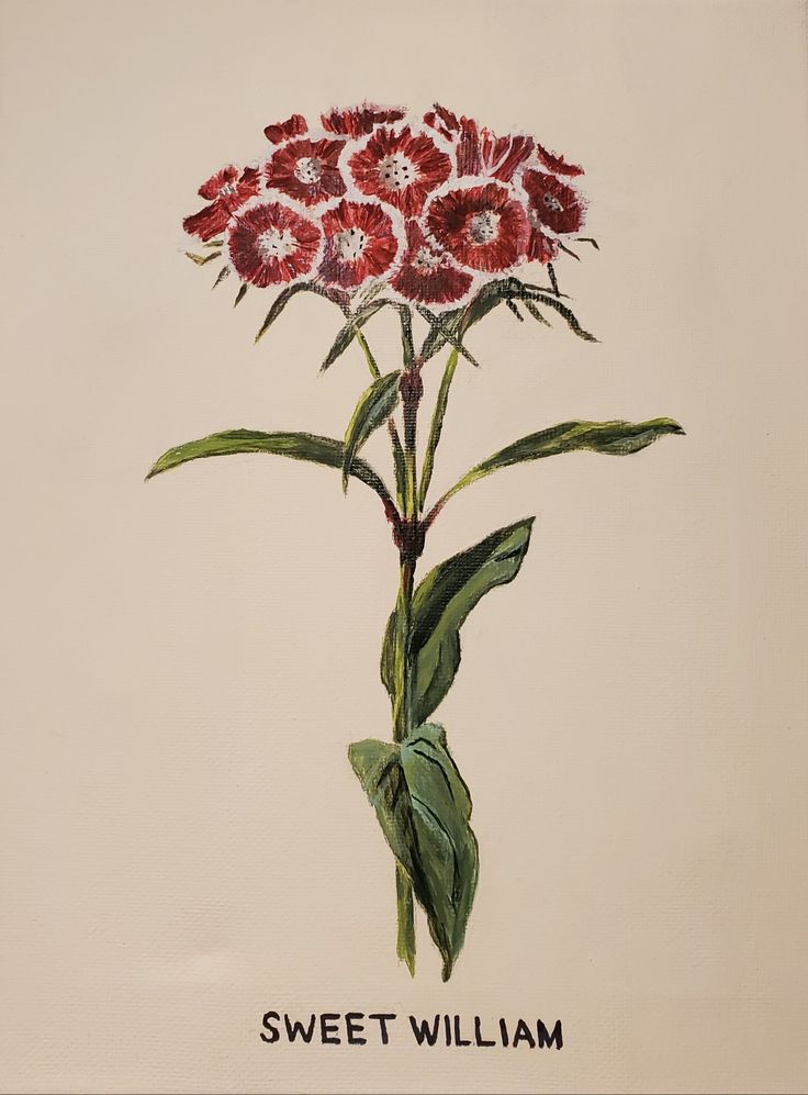 a painting of flowers with the words sweet william written on it's bottom corner