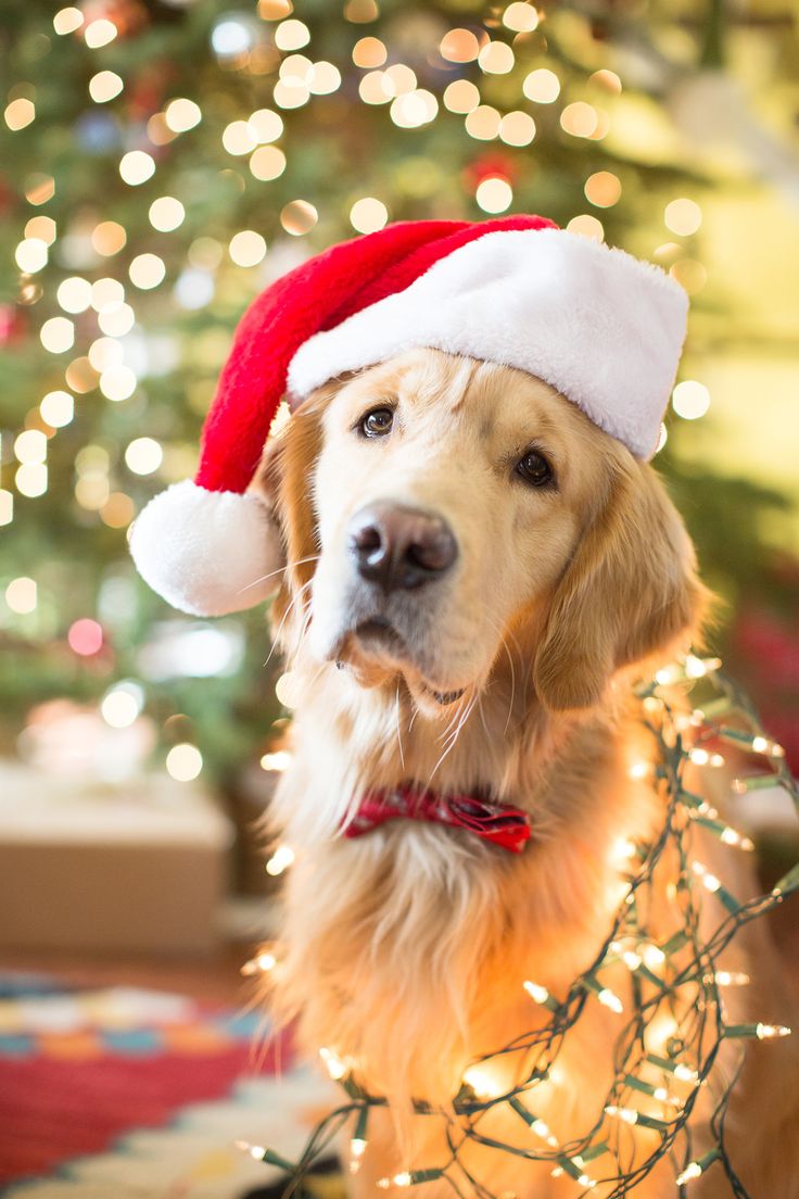 a dog wearing a santa hat standing in front of a christmas tree with lights on it