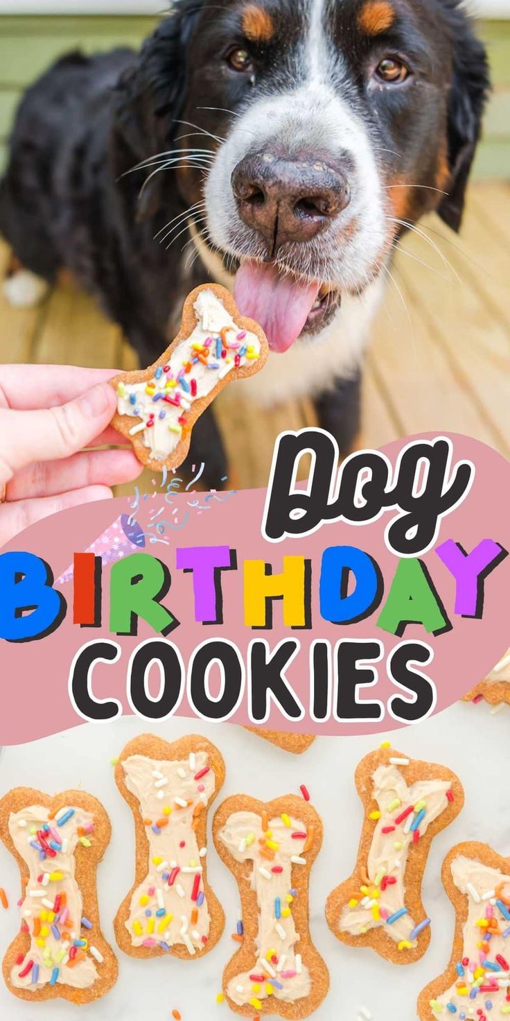 a dog is looking at the camera while eating birthday cookies