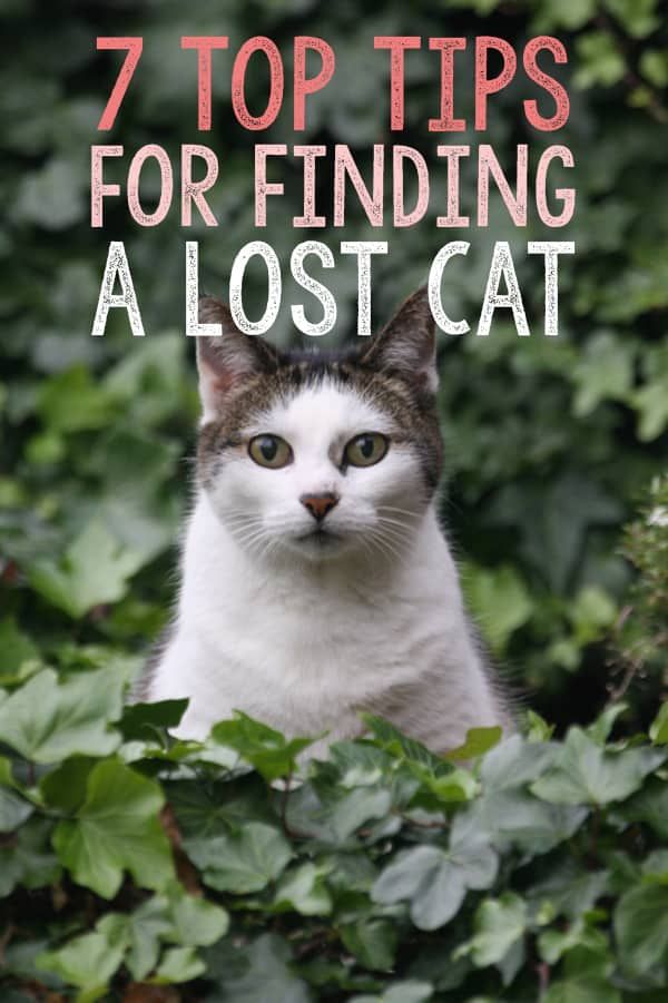 a cat sitting in the bushes with text overlay that reads 7 top tips for finding a lost cat