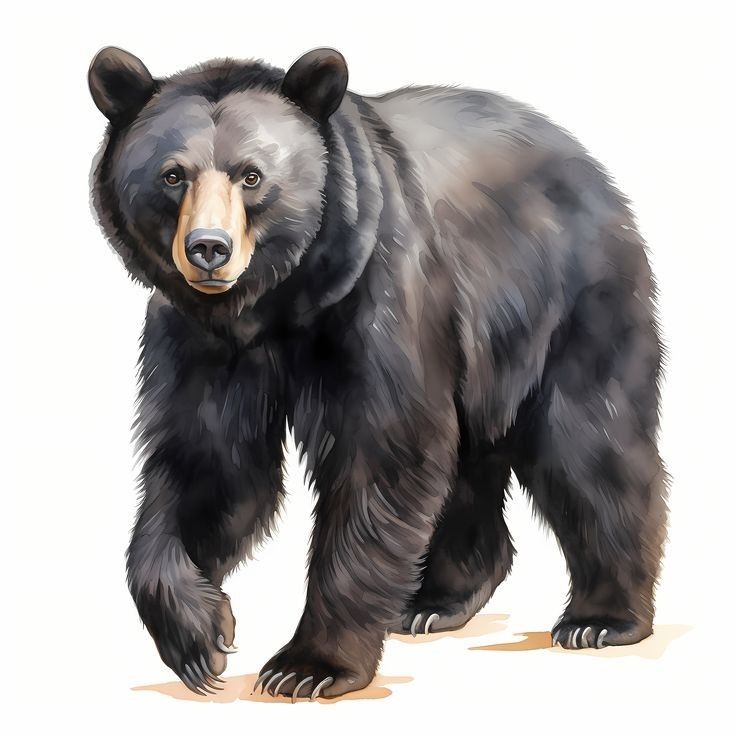 a large black bear standing on top of a sandy ground