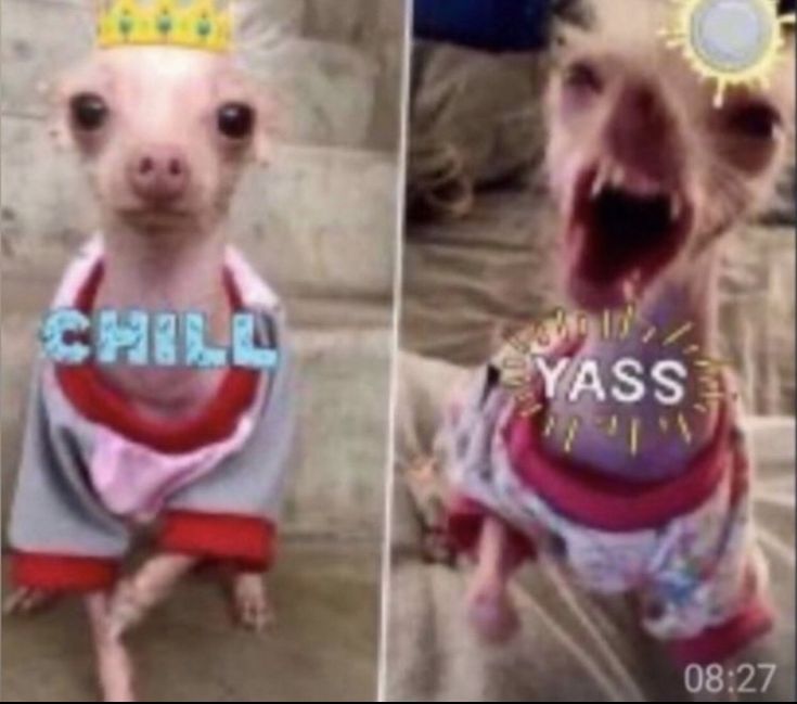 two pictures of a small dog with a crown on it's head and another photo of a chihuahua wearing a shirt that says chill