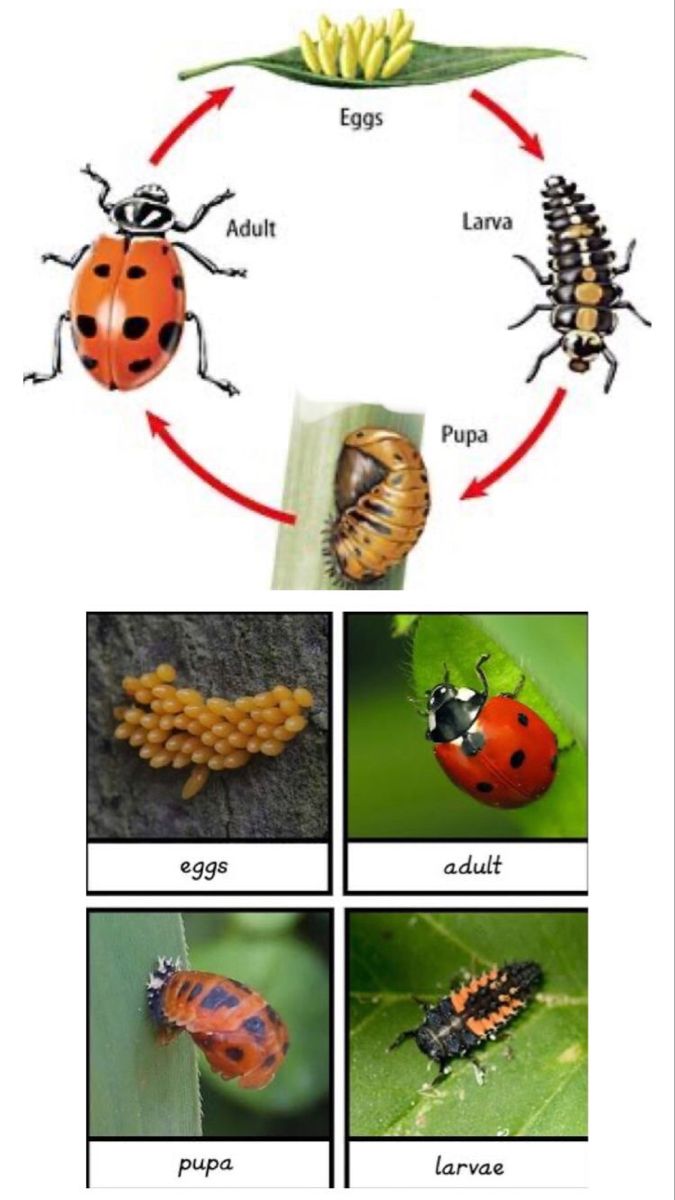 the life cycle of a ladybug