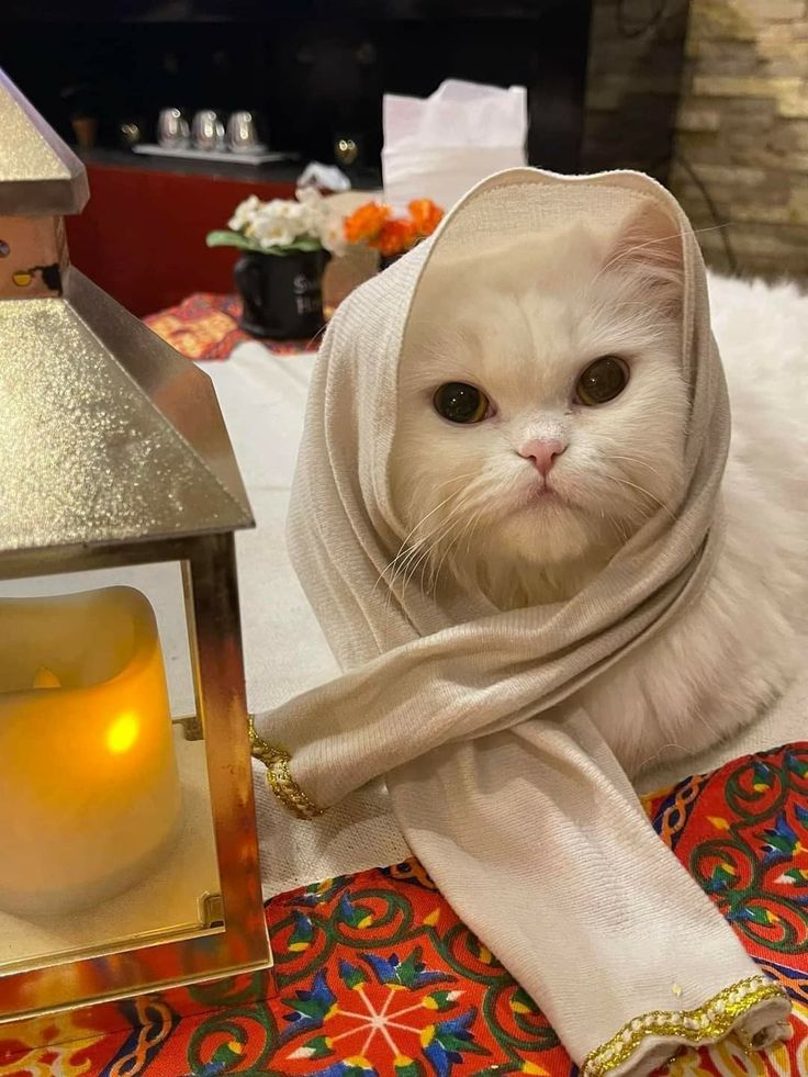 a white cat wearing a scarf next to a lantern