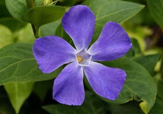 a purple flower with green leaves in the background