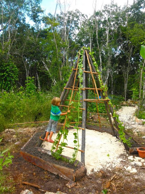 a little boy standing on top of a wooden structure in the woods with plants growing out of it