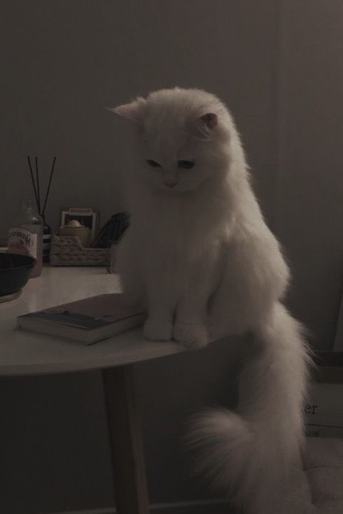 a white cat sitting on top of a table