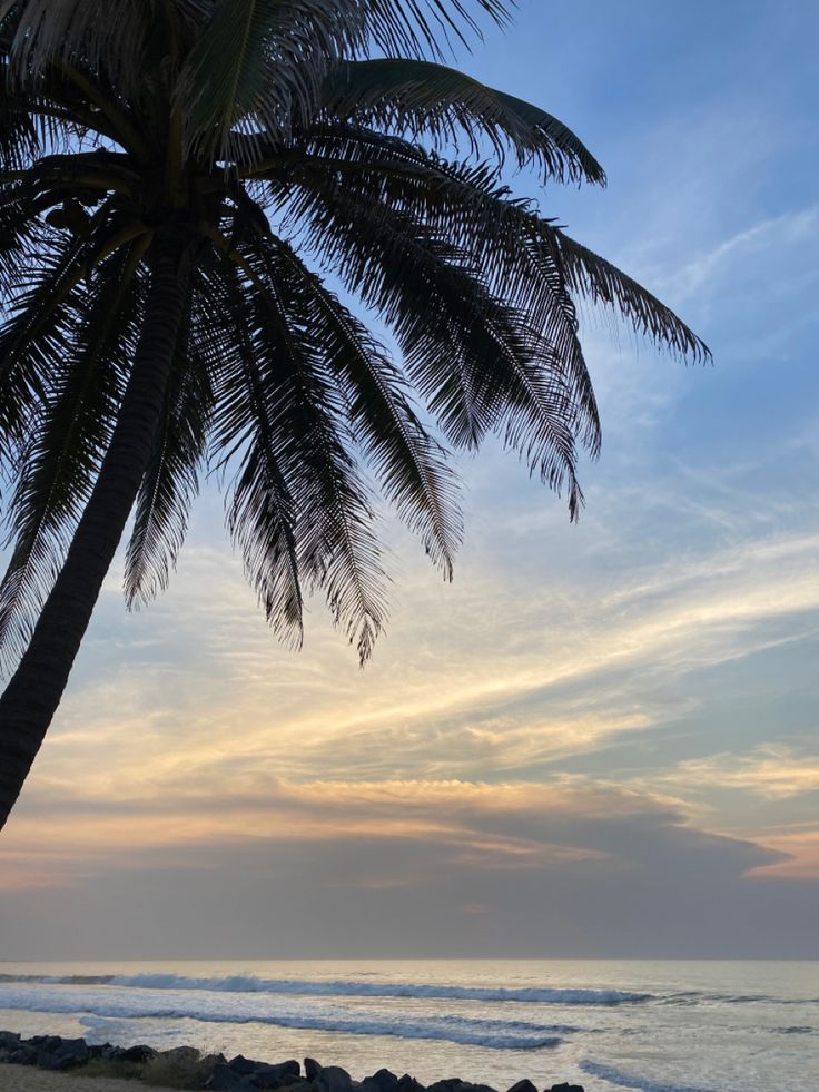 a palm tree sitting on top of a sandy beach next to the ocean at sunset