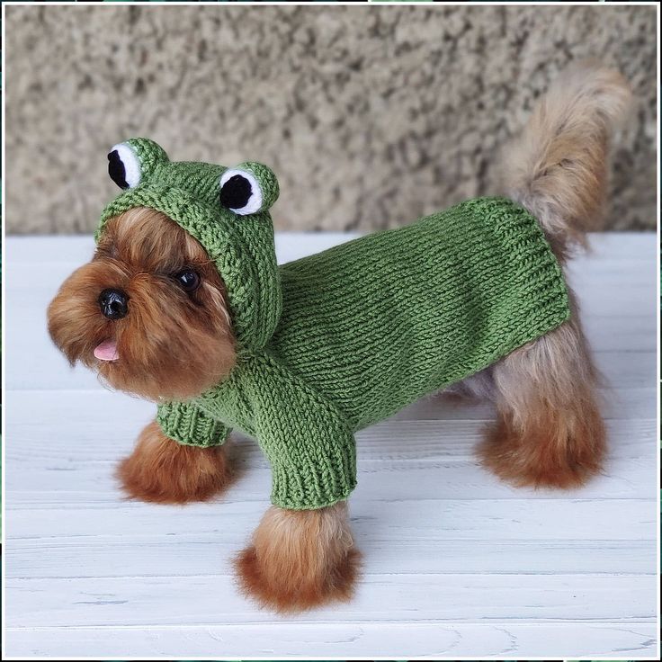 Dog Costume - Amazing! - Get your products from the online retailer - Amazon.com Small Dog Halloween Costumes, Chihuahua Sweater, Frog Hoodie, Halloween Dog Costume, Dogs Halloween, Toy Terrier, Dog Halloween Costume, Frog Costume, Puppy Costume