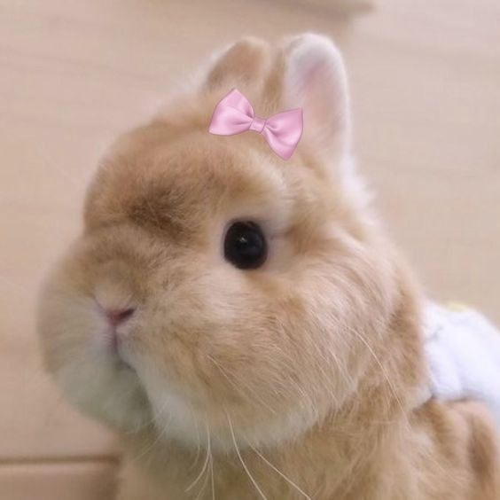 a small rabbit with a pink bow on it's head sitting next to a wall