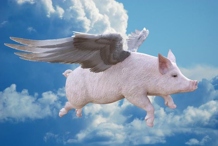 a pig with wings flying through the sky