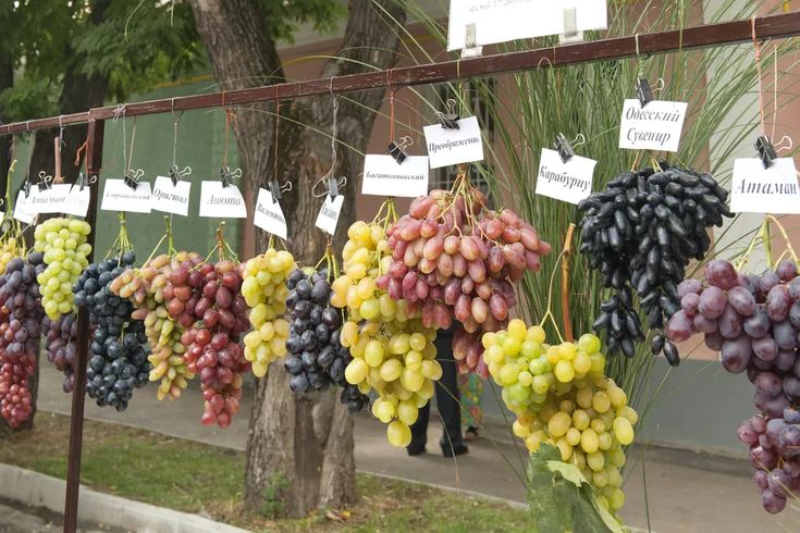 several bunches of grapes are hanging on a fence