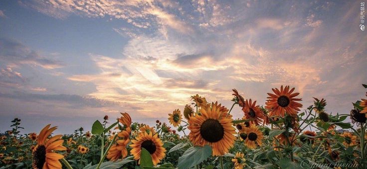 sunflowers are blooming in the field at sunset